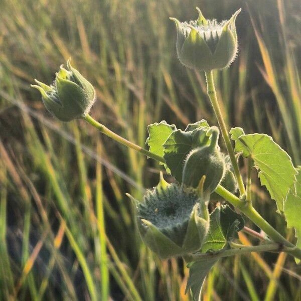 Abutilon grandiflorum Plod