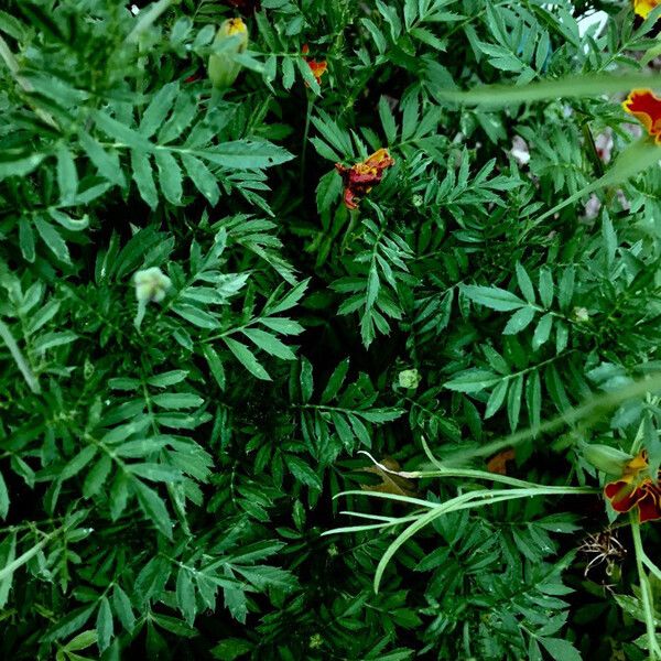 Tagetes patula Folha