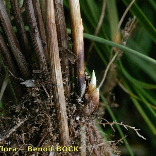 Carex colchica چھال