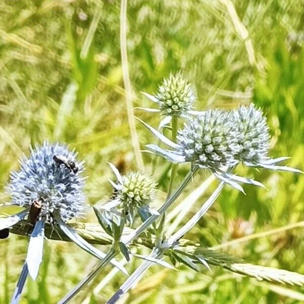 Eryngium planum 花