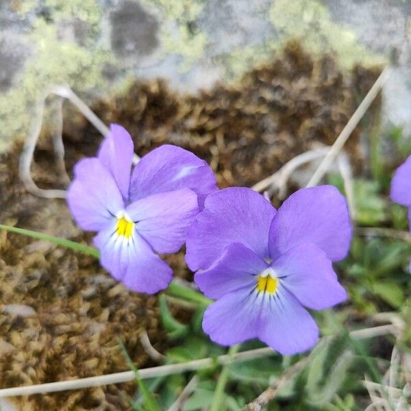 Viola calcarata Õis