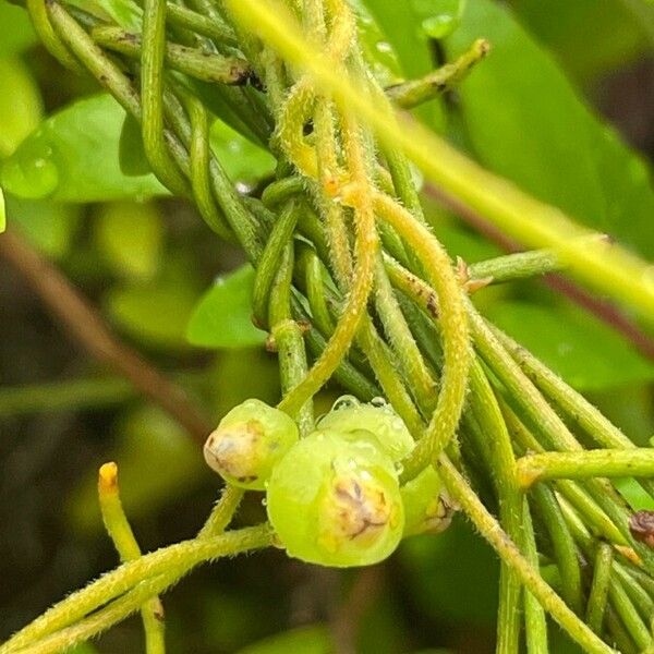 Cassytha filiformis Gyümölcs