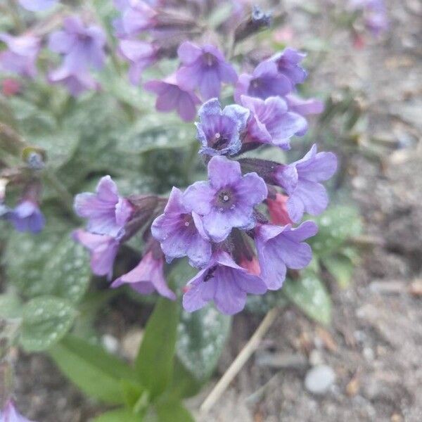 Pulmonaria saccharata Цветок