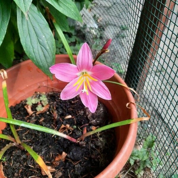 Zephyranthes rosea Цвят