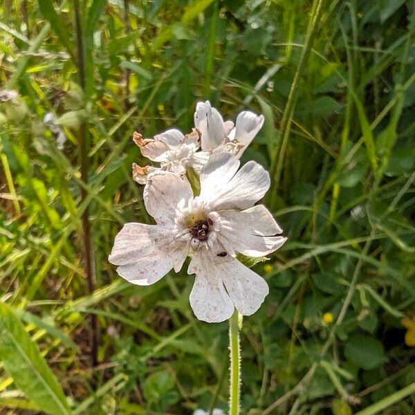 Silene dichotoma Кветка