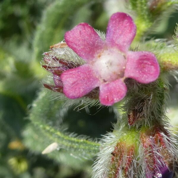 Anchusa azurea Flor