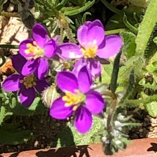 Spergularia purpurea Λουλούδι