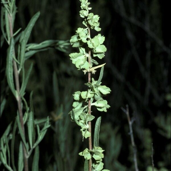 Atriplex canescens Fruto