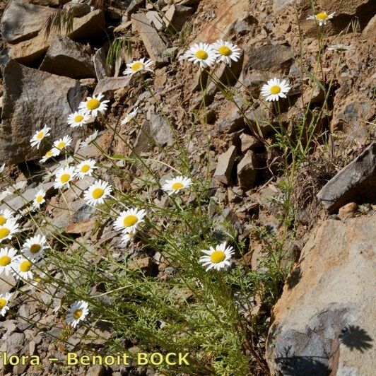 Leucanthemum monspeliense Costuma