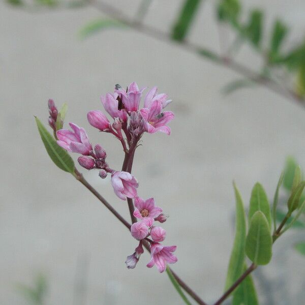 Apocynum venetum Flor