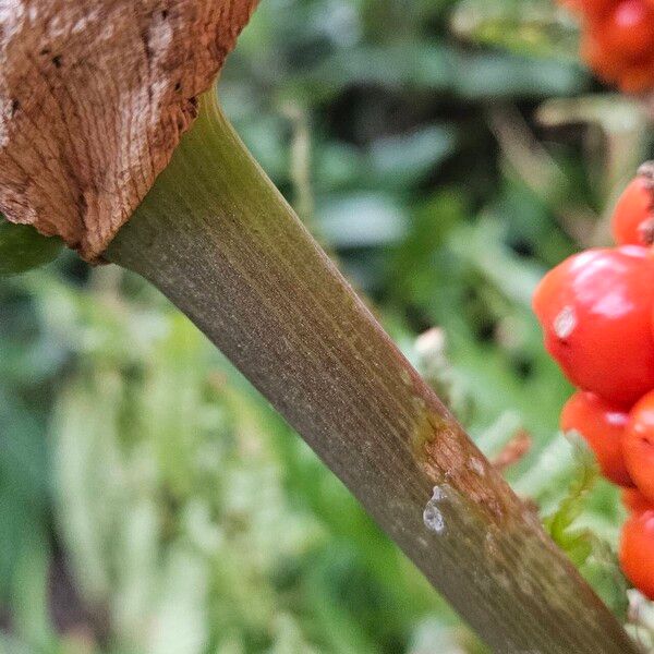 Arum cylindraceum Kabuk