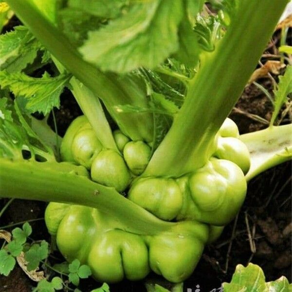 Brassica juncea Lapas