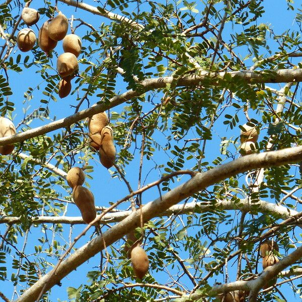 Tamarindus indica Gyümölcs