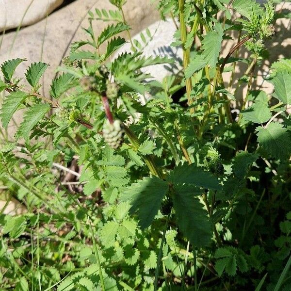 Sanguisorba minor Blad