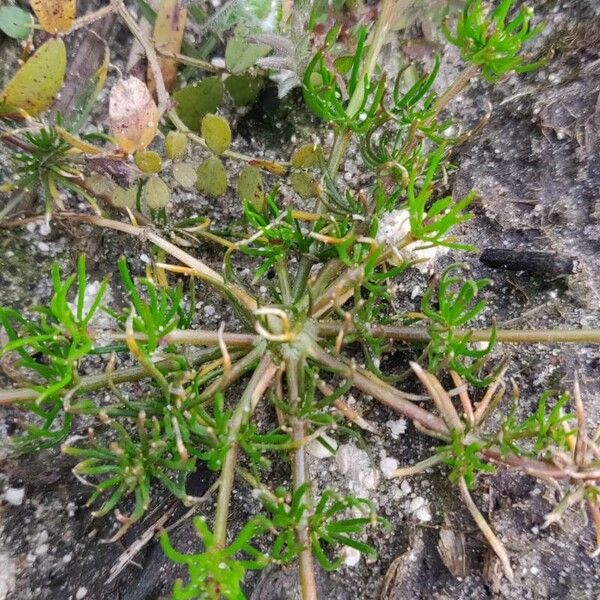 Spergula arvensis Fuelha