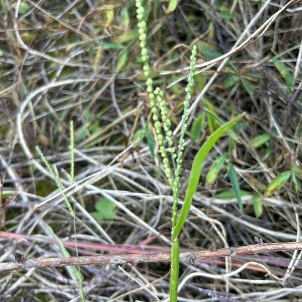 Paspalum setaceum Плод