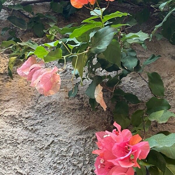 Bougainvillea spectabilis Cvet