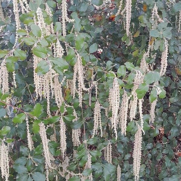 Garrya elliptica Habit