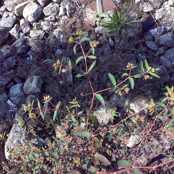 Euphorbia nutans Blad