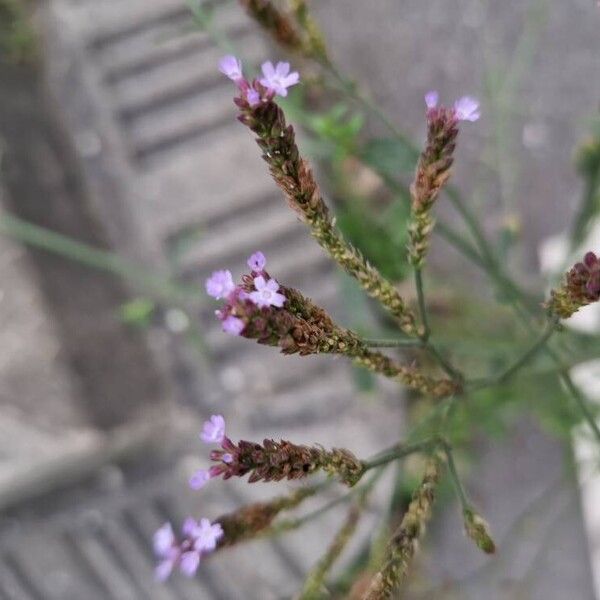 Verbena brasiliensis Blodyn