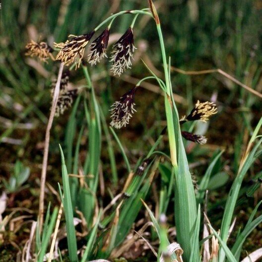 Carex atrofusca Vivejo