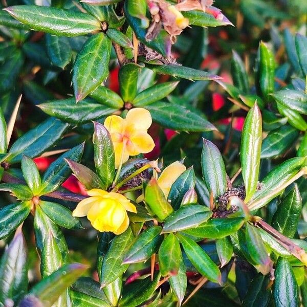 Berberis gagnepainii Flor