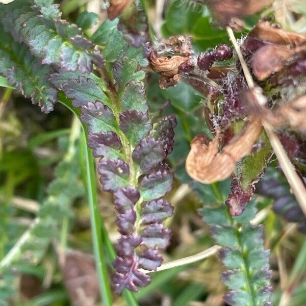 Pedicularis oederi Blad