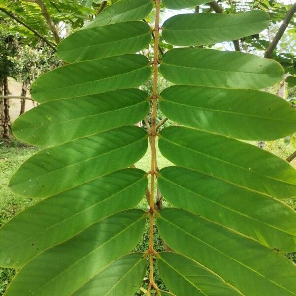 Senna reticulata Φύλλο