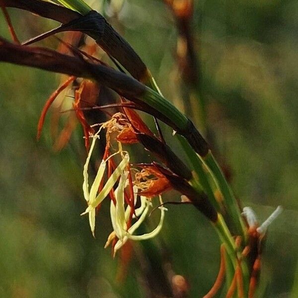 Caustis pentandra Žiedas