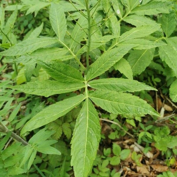 Cardamine heptaphylla Leaf