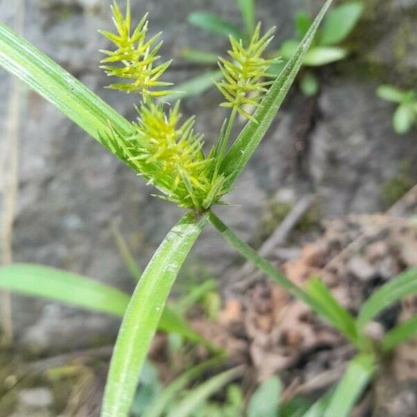 Cyperus hermaphroditus Flower