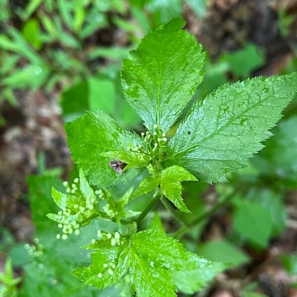 Cryptotaenia canadensis Yaprak