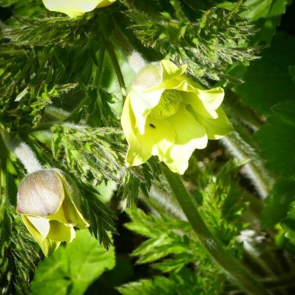 Pulsatilla alpina Floare