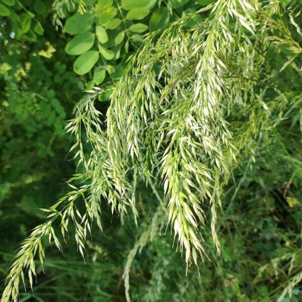 Trisetum flavescens Flors