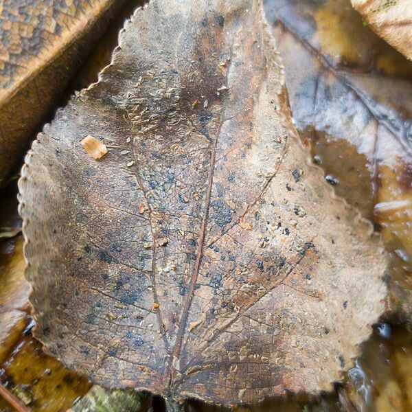 Populus balsamifera 葉