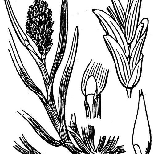 Sclerochloa dura Anders