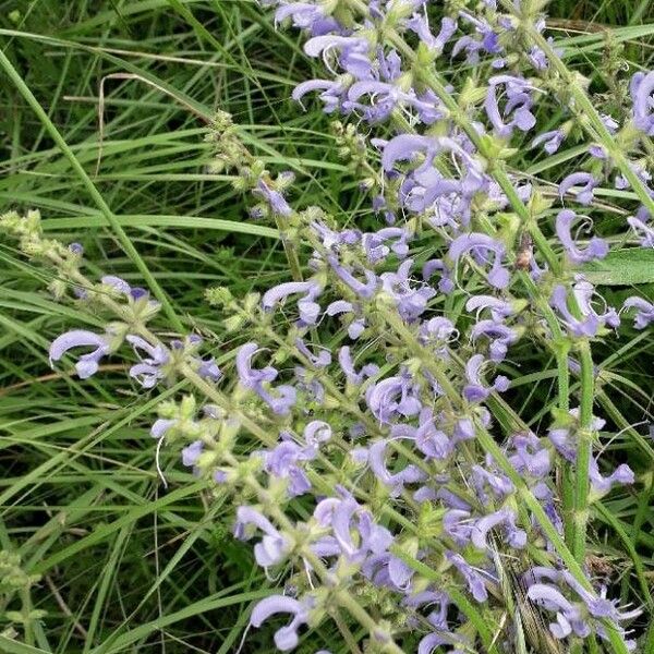 Salvia pratensis Flower