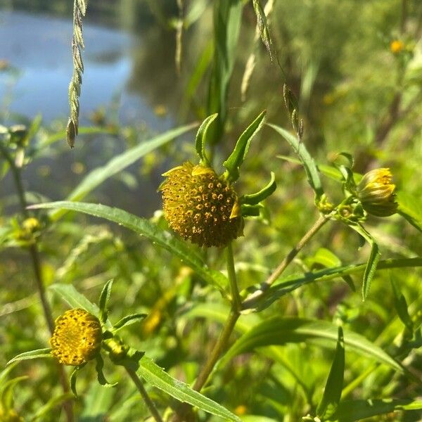 Bidens cernua ফুল