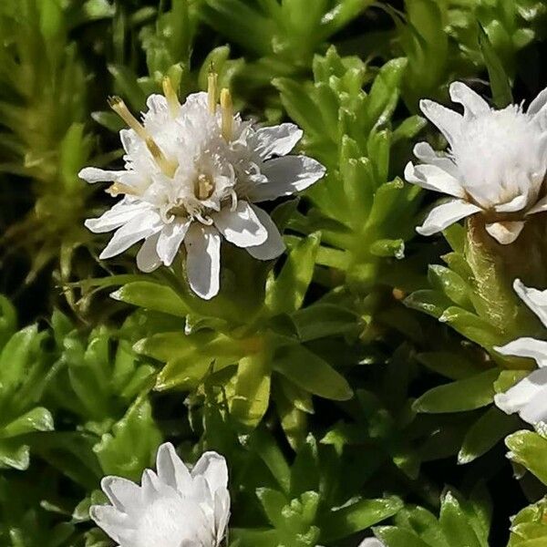 Raoulia glabra Floare