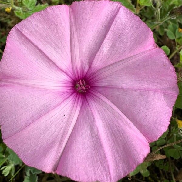 Convolvulus althaeoides Blodyn