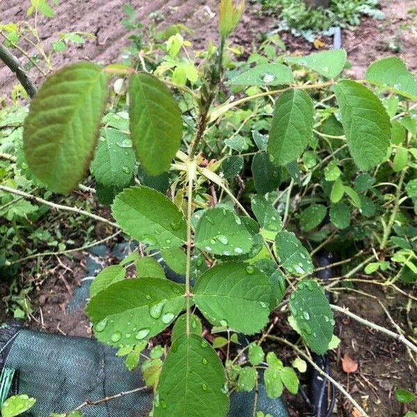 Rosa villosa Foglia