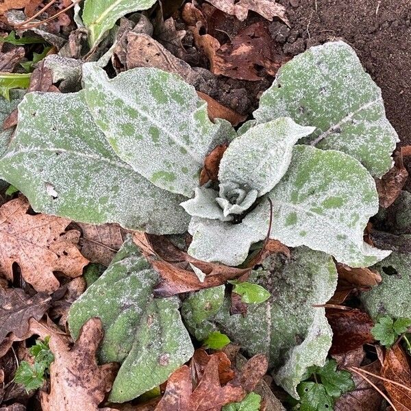 Verbascum boerhavii Leaf