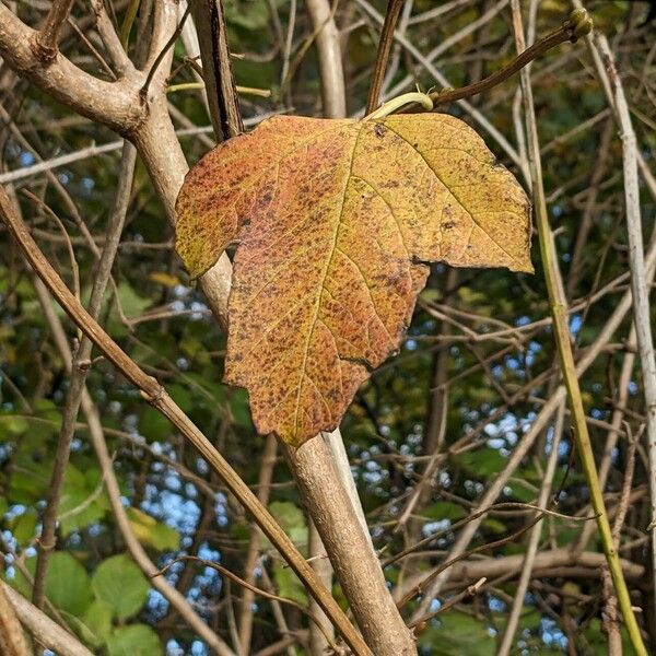 Viburnum opulus 叶