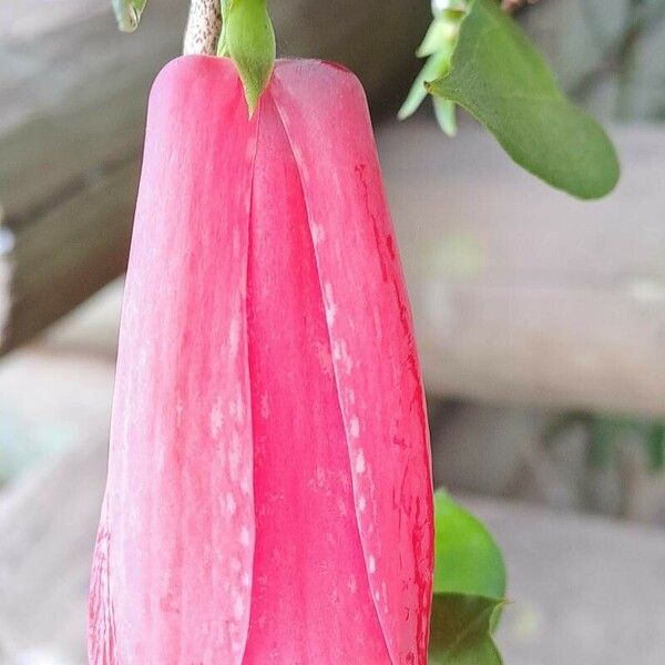 Lapageria rosea 花