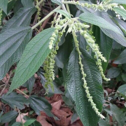 Boehmeria japonica Blatt