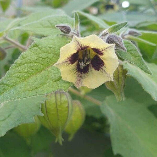 Physalis peruviana Flower