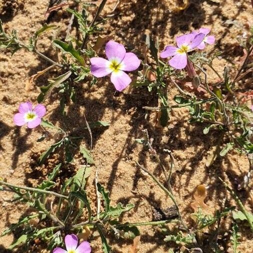 Marcus-kochia triloba Flor