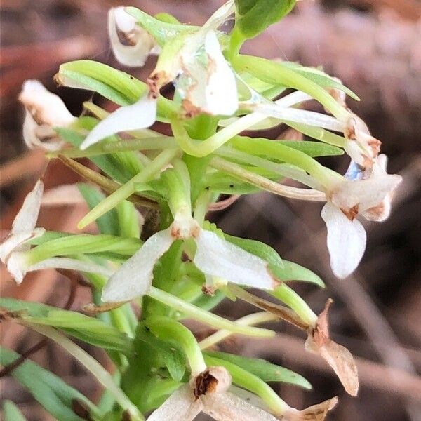 Platanthera bifolia Blüte