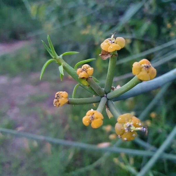 Euphorbia gossypina Leaf
