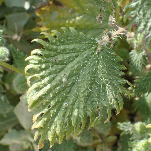 Urtica pilulifera برگ